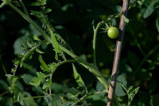 On right of frame, a small single green unripe cherry tomatoes shines bright in evening sunlight. Vivid green colors with left side copy space