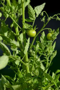 Bright evening sunlight gives very vivid greens in this vertical close up image of a tomato plant. One tiny small cherry tomato is the focus.