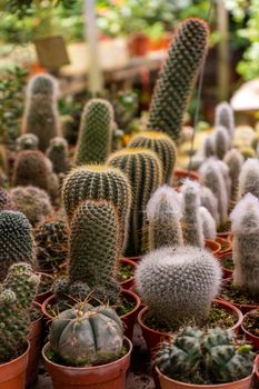 Shop home plants cacti of different shapes in pots