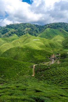 Tea plantations Cameron Valley. Green hills in the highlands of Malaysia. Tea production. Green bushes of young tea