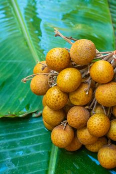 A bunch of longan branches on a background of green banana leaf. Vitamins, fruits, healthy foods.