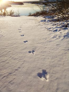 Animal footprints in the snow in the sun.