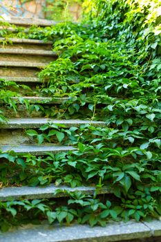 Stone steps street staircase overgrown with green ivy.