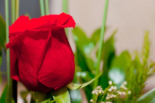 Bud of red roses on soft focus background