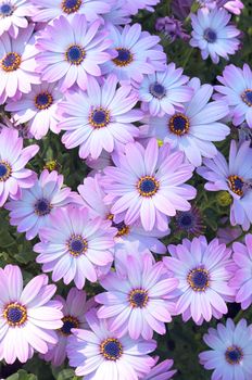 Chamomile flowers from the aster family.Camomile,Daisy,Matricaria