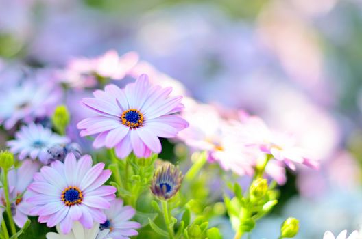 Chamomile flowers from the aster family.Camomile,Daisy,Matricaria