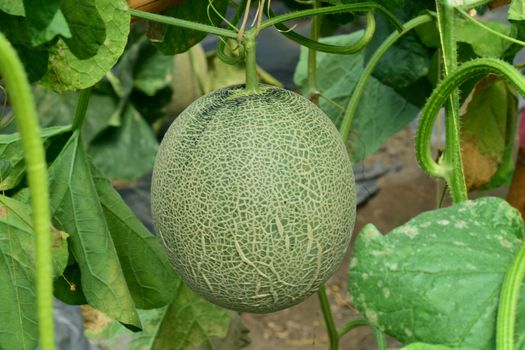 Cantaloupe. Fresh melon on tree. ** note select focus with shallow depth of field

