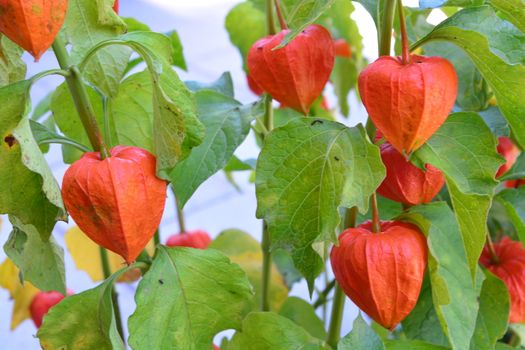 Physalis alkekengi is a relative of P. peruviana (Cape gooseberry). It is easily identifiable by the large, bright orange to red papery covering over its fruit

