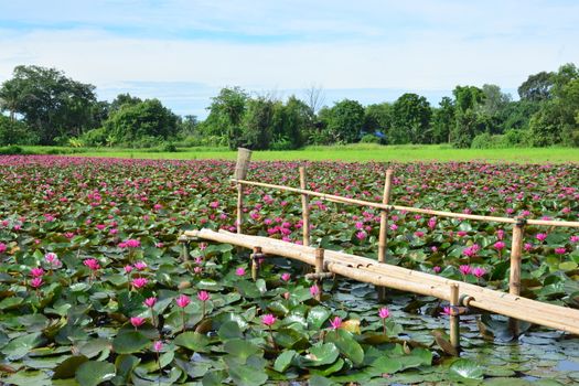 This spectacular site is home to millions of lotus flowers and appropriately named the Red Lotus Sea or Talay Bua Daeng