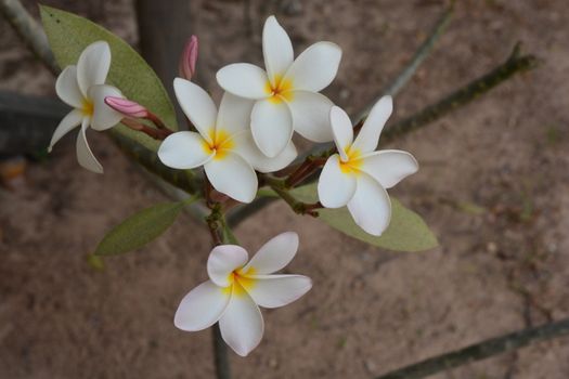 plumeria flowers beautiful ** note select focus with shallow depth of field