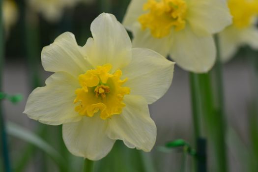 Daffodils, the flowers symbolizing friendship, are some of the most popular flowers exclusively due to their unmatched beauty.