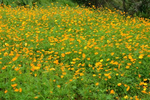 Sulfur Cosmos, Yellow Cosmos (C. sulphureus) in the garden, Beautiful background.