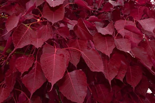 Special Red Color Bodhi, Red Leaf bodhi tree or Peepal Leaf