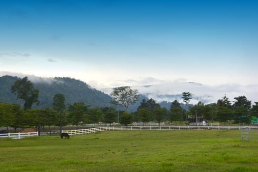 beautiful horse on the ranch