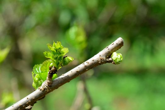selective focus of Cutting off  top mulberry tree, with blurred other background.