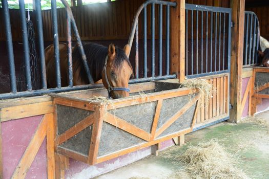 Horses in stable are eating grass.