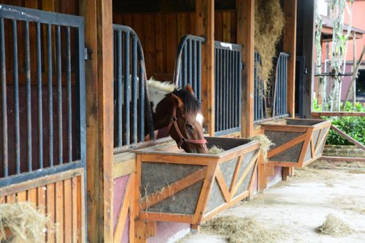 Horses in stable are eating grass.