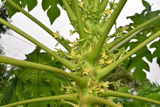 papaya flower on the tree in Papaya plantations