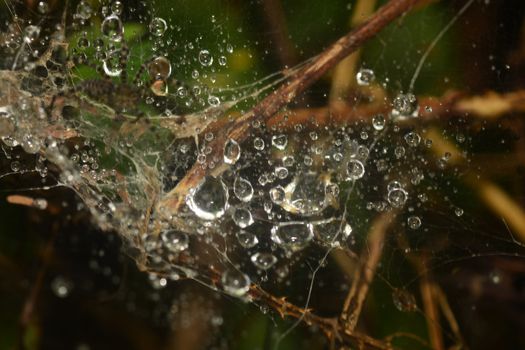 Water droplets on cobweb