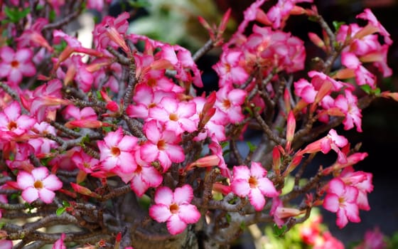 Desert Rose or  Red Desert Flower, adenium obesum