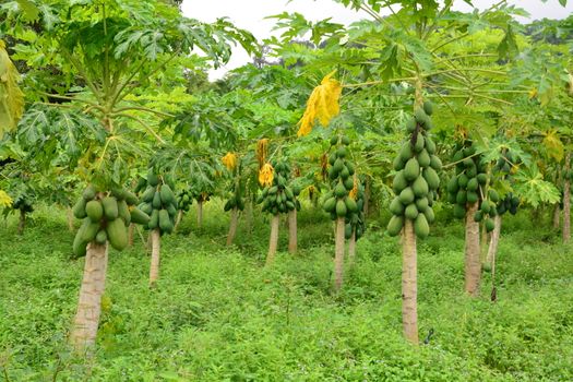 papaya fruit on the tree in Papaya plantations

