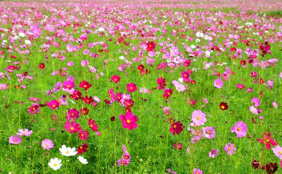 Cosmos colorful flower in the field.