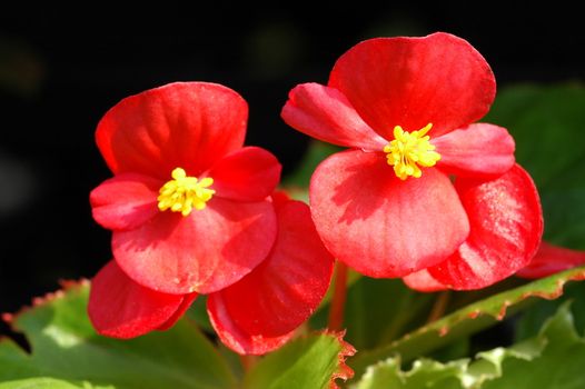 Red begonia flowers closeup in the garden