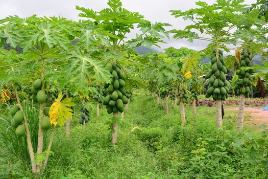 papaya fruit on the tree in Papaya plantations