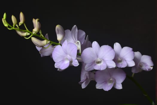 Dendrobium Snoia is a commercial hybrid which is popular as cut flower and potted plant  in Thailand