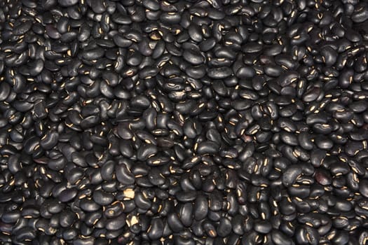 Black Bean (Vigna mungo)