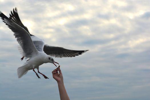 seagull spreading wings flying to eat crackling from  hand feeding