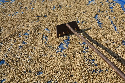 Arabica Coffee beans drying in the sun.