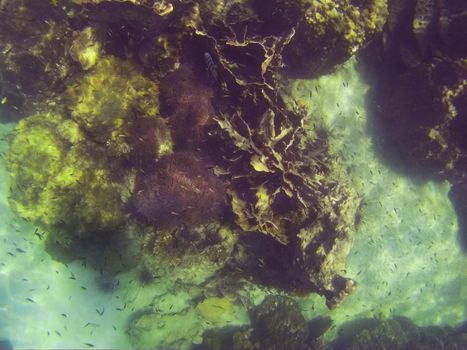 snorkeling in the andaman sea, Thailand