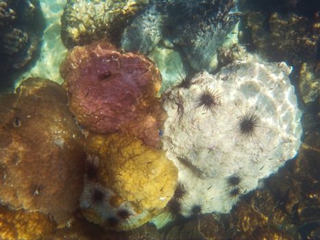 snorkeling in the andaman sea, Thailand