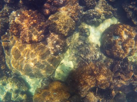 snorkeling in the andaman sea, Thailand