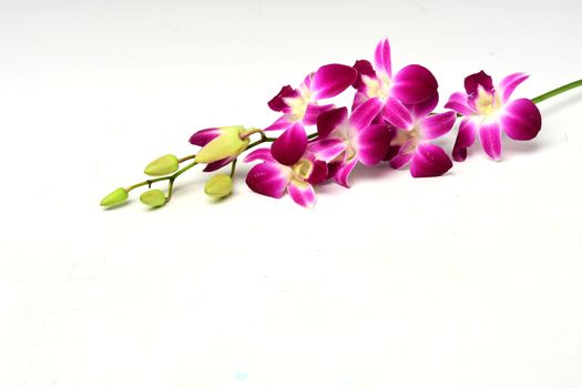 a delicate scarlet pink flower Dendrobium orchid plants  on white background