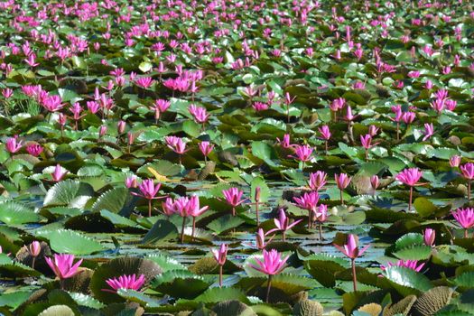 This spectacular site is home to millions of lotus flowers and appropriately named the Red Lotus Sea or Talay Bua Daeng