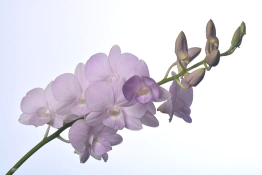 Dendrobium Snoia is a commercial hybrid which is popular as cut flower and potted plant  in Thailand