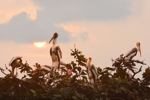 Group of Painted Stork Birds with nest on top of tree.