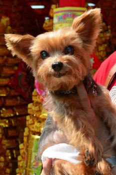 Cairn Terrier dog in hand