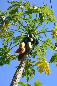 papaya fruit on the tree in Papaya plantations