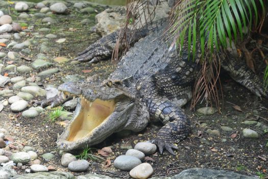 Crocodile is open mouth