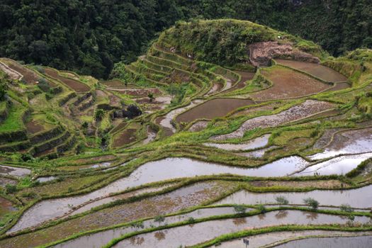 Mountain Valley with Rice Fields on Terraces, irrigated (Ifugao,  Banaue, Philippines).