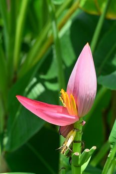 Musa ornata (flowering banana) Banana bua luang