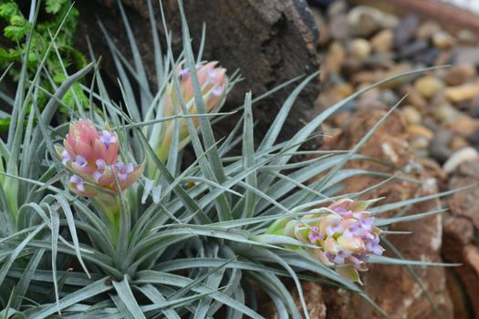 beautiful bromelia flower