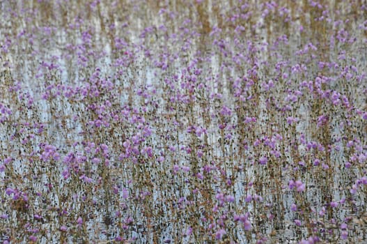 golden bladderwort or Utricularia aurea at Lake Thale Noi Waterfowl Reserve, Khuan Khanun, Thailand