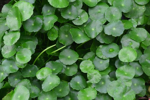 Water Pennywort