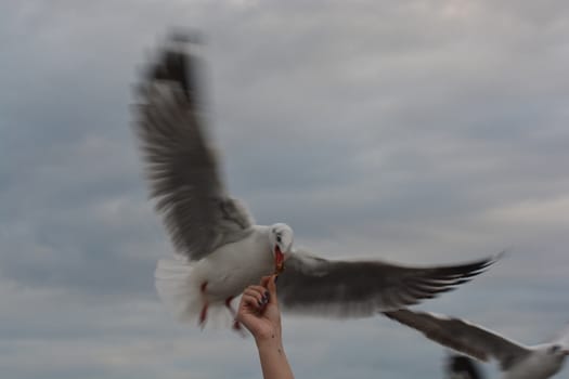 seagull spreading wings flying to eat crackling from  hand feeding