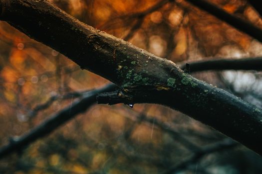 A Wet Tree Branch on a Rainy Autumn Day With Orange Boca in the Background