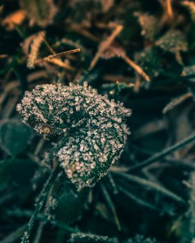 A Close Up Shot of a Small Leaf Covered in Frost